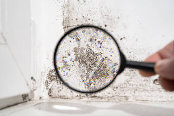 Why You Should Choose Our Mold Remediation Services in Salem, IL